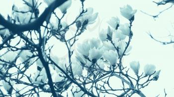 Blooming tree in springtime, branches with white flowers over white background, blue toned photo