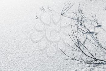 Frozen branches with shadows in snow. Natural winter photo background