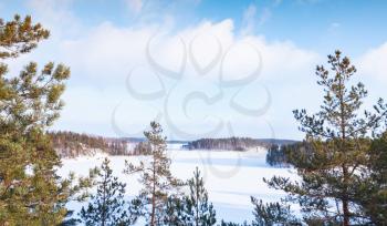 Pine trees on Saimaa lake coast. Rural winter landscape, Finland