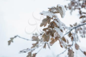 Oak tree branch covered with show, winter natural background photo