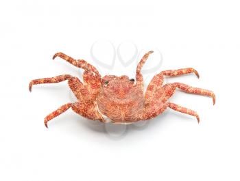 Red European Shore crab isolated on white with soft shadow