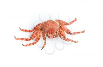 Red shore crab isolated on white background with soft shadow