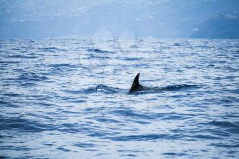 Fin of Сommon Dolphin swimming in Atlantic Ocean near Madeira Island, Portugal