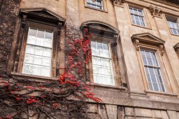 English town architecture, old house facade with windows and decorative climbing plants, background photo