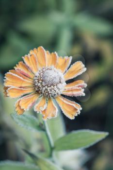 October early frosts. Helenium flower covered with hoarfrost, macro photo with selective focus