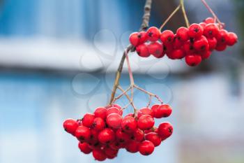 European rowan fruits, macro photo of red berries, selective focus