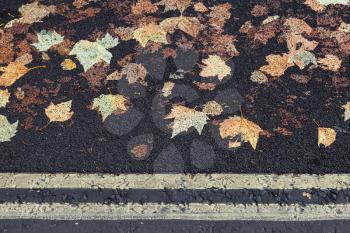 Urban street pavement with yellow double dividing line and fallen sycamore leaves imprinted in black asphalt, background photo texture 