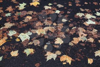 Street pavement with fallen sycamore leaves imprinted in black asphalt, background photo texture 