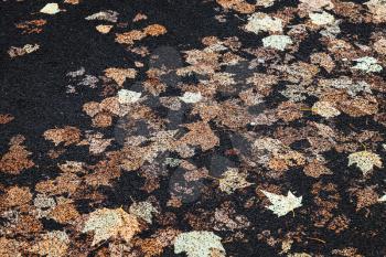 Urban street pavement with fallen sycamore leaves imprinted in black asphalt, background photo texture 