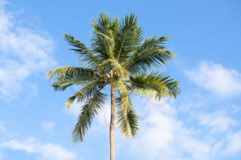 Coconut palm under cloudy sky background, Dominican republic nature