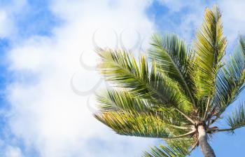 Coconut palm under blue cloudy sky background, Dominican republic nature