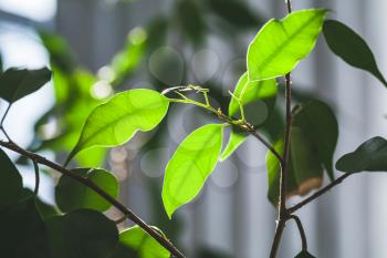 Fresh green leaves of indoor plant, close up photo with selective focus