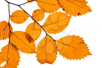 Yellow tree leaves isolated on white background, autumn season, natural close-up photo