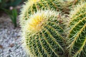 Huge spherical cactus in garden, close-up photo with selective focus