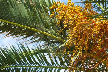 Yellow dates grow on a palm tree, close-up photo with selective focus