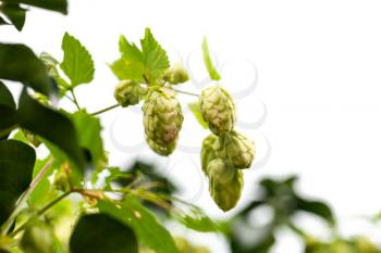 Common Hop plant isolated on white background. Humulus lupulus, close-up photo with selective focus