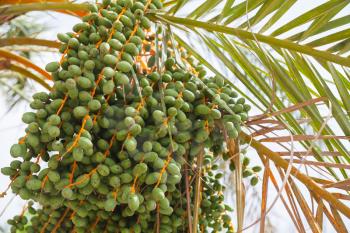 Green dates grow on a palm tree, close-up photo with selective focus