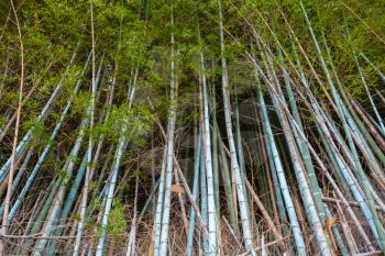 Dark bamboo forest, natural background photo. South Korea, Busan