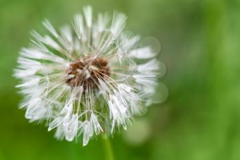 Wet dandelion flower with fluff, macro photo  with selective focus