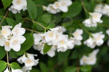 White jasmine flowers on branches in garden, close-up photo with selective shallow focus