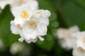 White jasmine flowers, macro photo with selective shallow focus