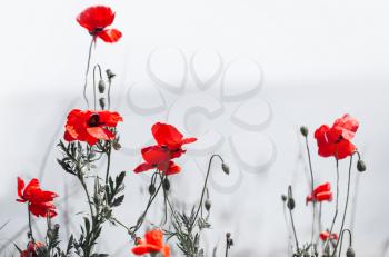 Red poppy flowers over white background, close-up photo, selective soft focus