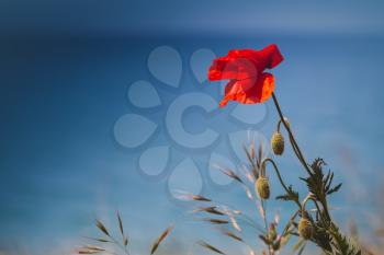Red poppy flower growing on Black Sea coast, close-up photo, selective soft focus