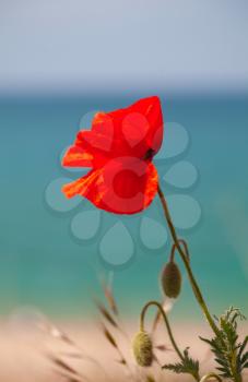Red poppy flower growing on sea coast, vertical close-up photo with selective focus