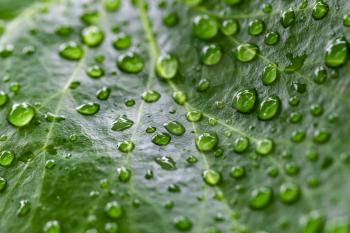 Natural green background photo, leaf and drops of water on it