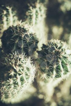 Cactus, natural close up photo with selective shallow focus and tonal correction filter