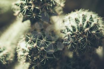 Cactus, natural macro photo with selective shallow focus and tonal correction filter