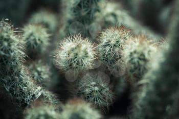 Cactus, natural close up photo with selective shallow focus and green tonal filter