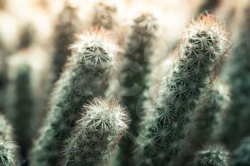 Small cactus. Natural macro photo with selective shallow focus