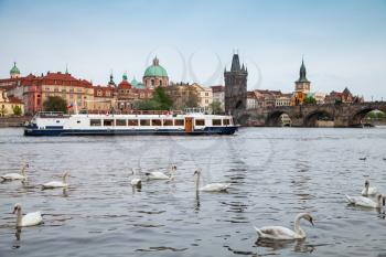 Swans on Vltava river. Prague, Czech Republic