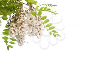 White flowers on branch of Robinia pseudoacacia or black locust isolated on white background