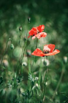 Red poppies in bloom on summer meadow, close-up vertical photo with selective focus