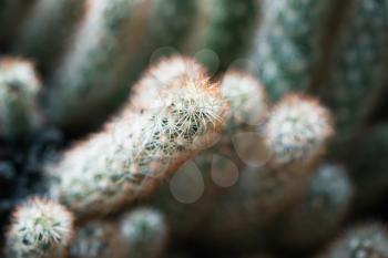 Small cactus with red prickles, natural macro photo with selective shallow focus