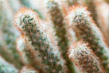 Cactus with red prickles , natural macro photo with selective shallow focus
