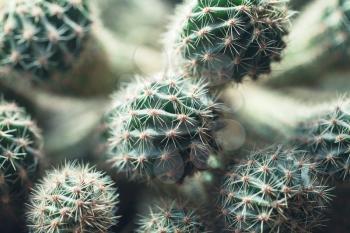 Cactus, natural close up photo with selective shallow focus