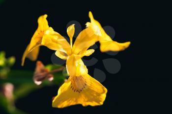 Yellow Iris flower over dark blurred background, close-up photo with selective focus