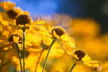 Yellow helenium flowers growing in garden, close-up photo with soft selective focus