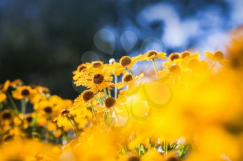 Yellow helenium flowers at summer day, macro photo with soft selective focus