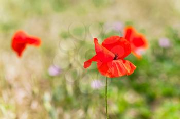 Red poppy flowers on summer field. Close-up photo with selective focus