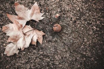 Oriental plane leaves and fruit lay on dark stone ground, natural autumn background photo
