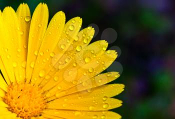 Yellow marigold with droplets closeup photo