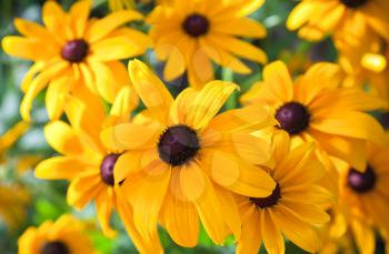 Bright yellow rudbeckia or Black Eyed Susan flowers in the garden