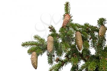 Fir tree branch with cones and resin isolated on white