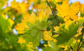 Yellow and green autumn maple leaves background. Selective focus