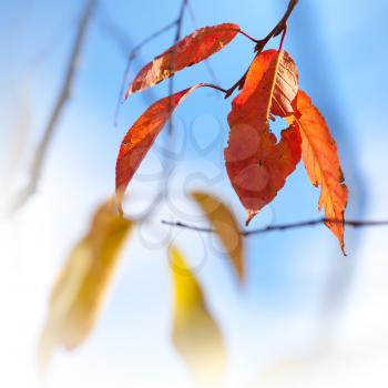 Beautiful autumn red and yellow leaves above bright blue sky. Selective focus