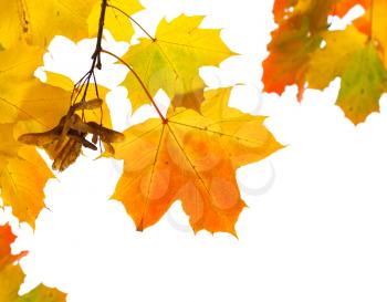 Beautiful autumn maple leaves isolated on white background. Selective focus